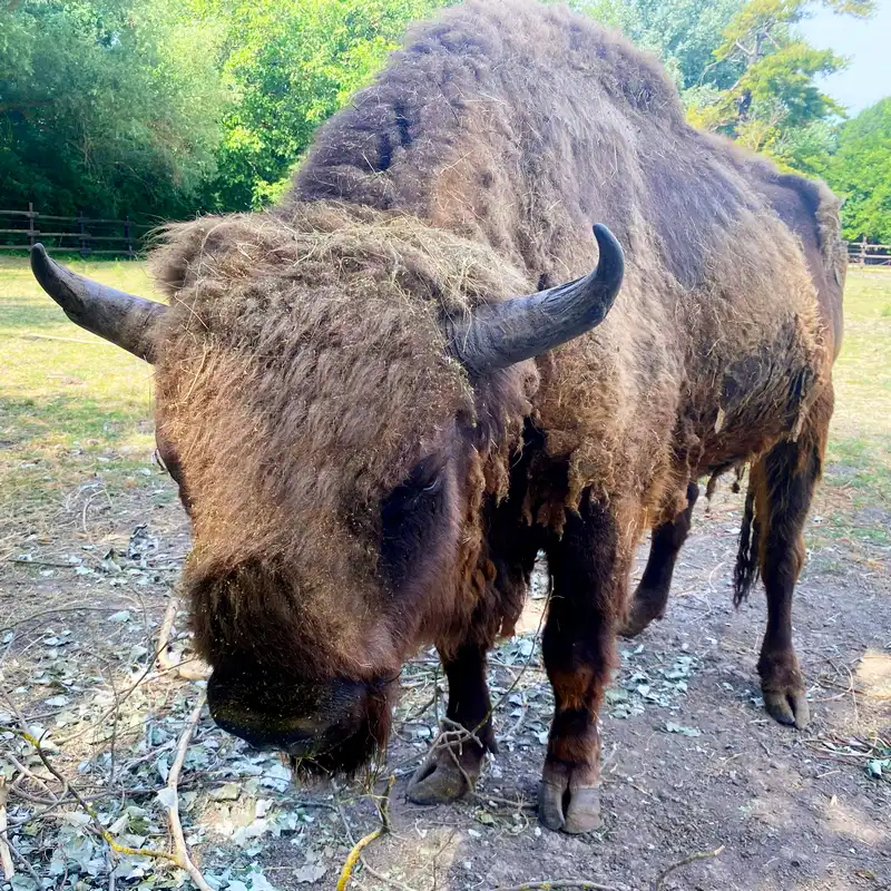 Szarvasi Allatpark boleny