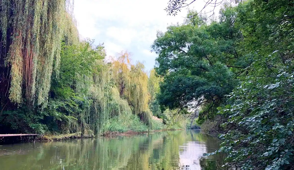 Fűzfák belelógnak a Holt-Körösbe