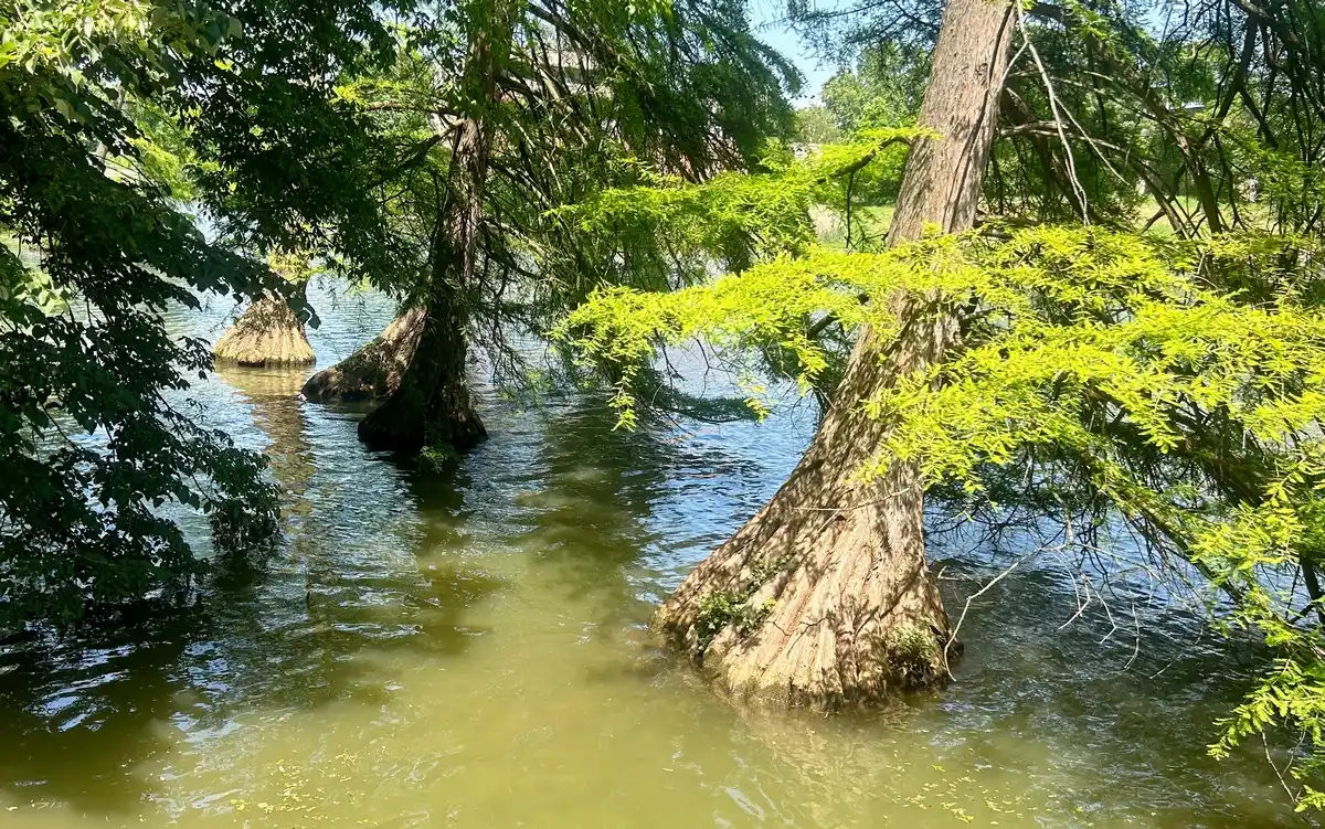 Ciprusfák a Holt-Körösben